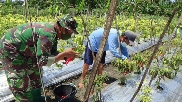 Dukung Hanpangan, Satgas TMMD 110 Bojonegoro Bantu Warga Panen Cabai